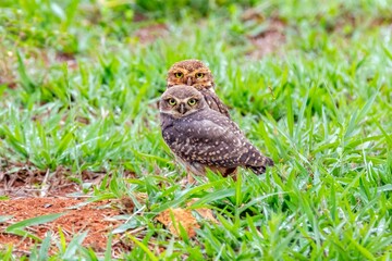 Burrowing owl athene cunicularia on the ground with green grass