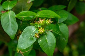 Fototapeta premium Piantangueira Eugenia uniflora L. with many ripe and unripe pitanga fruits