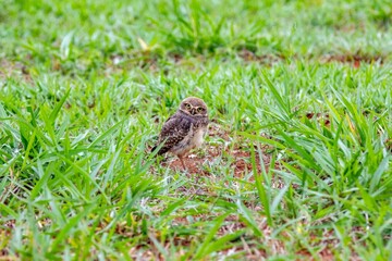 Burrowing owl athene cunicularia on the ground with green grass
