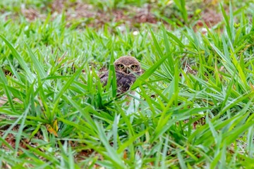 Burrowing owl athene cunicularia on the ground with green grass
