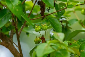 Piantangueira Eugenia uniflora L. with many ripe and unripe pitanga fruits