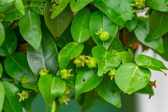 Piantangueira Eugenia uniflora L. with many ripe and unripe pitanga fruits