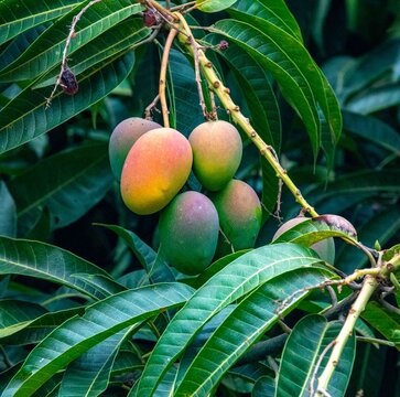 Tropical mango fruits on the tree. Mango varieties sword, palmer, rosa, caipira, coquinho, haden