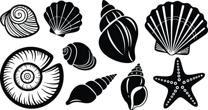Various seashells and a starfish in a detailed black and white vector illustration suitable for coastal designs 