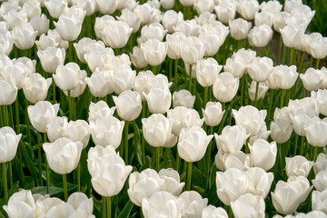 Field of white tulips in blossom    