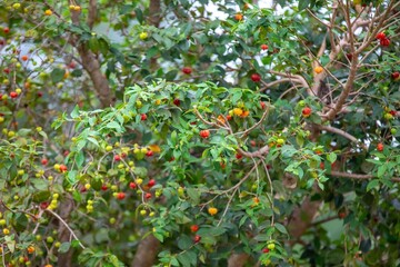 Piantangueira Eugenia uniflora L. with many ripe and unripe pitanga fruits