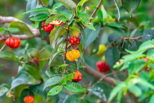Piantangueira Eugenia uniflora L. with many ripe and unripe pitanga fruits