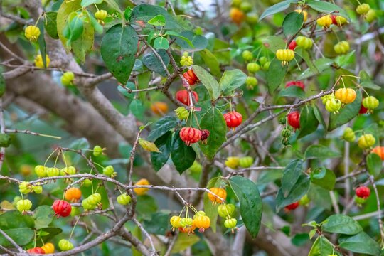 Piantangueira Eugenia uniflora L. with many ripe and unripe pitanga fruits