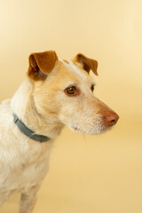 Portrait of a Light-Colored Dog with Brown Ears