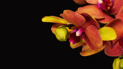 Blank with orchid flowers and black background.
