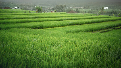 Jatiluwih rice terraces on Bali
