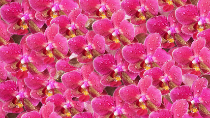 Sample of floral print using orchid flowers.