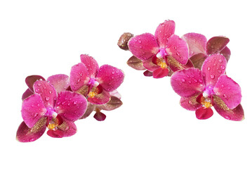 Phalaenopsis orchid flowers isolate on white.