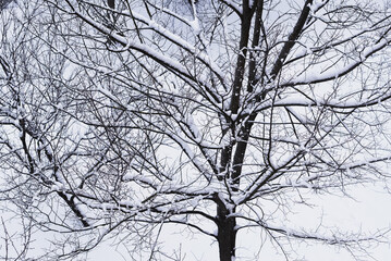 A look into the winter garden from the window.