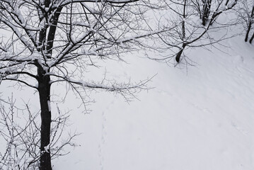 Bare trees and lots of snow in the winter garden.