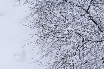 Snowy winter with garden top view
