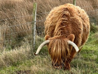 	
Close up of wild Highland cattle the beautiful single Scottish cow with large twisted horns and chesnut ginger long haired coat on roadside grazing grass in stunning Isle of Mull mountain landscape