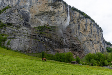 swiss cows in a green field eating grass