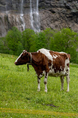 swiss cows in a green field eating grass