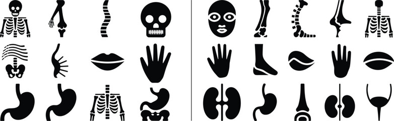 silhouette human anatomy icons including skeleton skull spine hand stomach kidney and bones for medical healthcare biology and science projects.