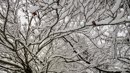 Full frame texture of intricate tree branches covered in thick snow
