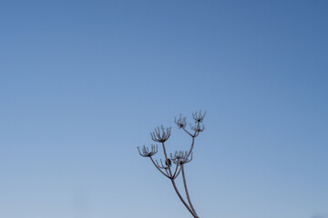 Extreme minimalist composition single frozen stalk on pure blue sky