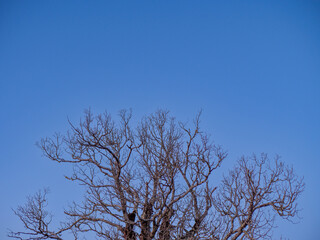 Intricate graphic pattern of bare tree branches against a clean, vast blue sky