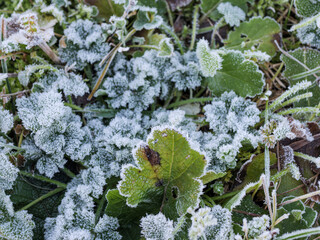Extreme close up of ground-covering plant leaves heavily coated in crystalline hoarfrost
