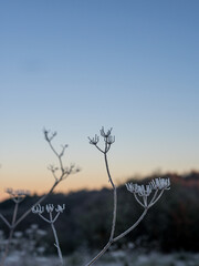 Minimalist composition of frosted stalks against a peaceful gradient sky