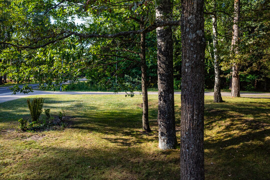 grassy area with trees and a road in the background on a sunny day.