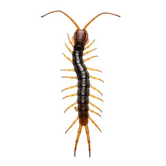 Fototapeta premium Brown and Black Centipede with Multiple Legs and Antennae isolated on a transparent background