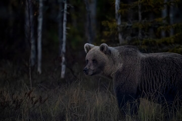 Fototapeta premium The Lord of the Night Taiga, the brown bear, Ursus arctos
