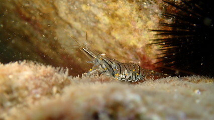 Rockpool prawn or grass prawm (Palaemon elegans) undersea, Ligurian Sea, Italy, Imperia