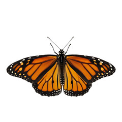 Fototapeta premium Monarch butterfly with spread wings showing orange black and white patterns isolated on a transparent background
