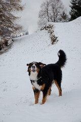 Bernese Mountain Dog plays in winter scenery in the Alps.