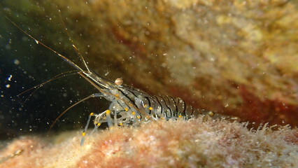 Rockpool prawn or grass prawm (Palaemon elegans) undersea, Ligurian Sea, Italy, Imperia