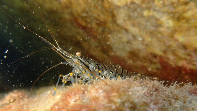 Rockpool prawn or grass prawm (Palaemon elegans) undersea, Ligurian Sea, Italy, Imperia