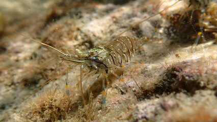 Rockpool prawn or grass prawm (Palaemon elegans) undersea, Ligurian Sea, Italy, Imperia