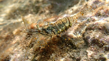 Rockpool prawn or grass prawm (Palaemon elegans) undersea, Ligurian Sea, Italy, Imperia