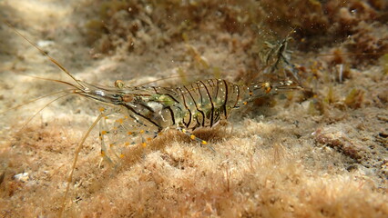 Rockpool prawn or grass prawm (Palaemon elegans) undersea, Ligurian Sea, Italy, Imperia