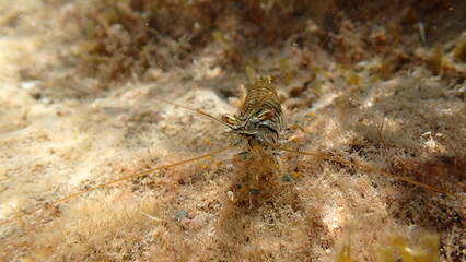 Rockpool prawn or grass prawm (Palaemon elegans) undersea, Ligurian Sea, Italy, Imperia
