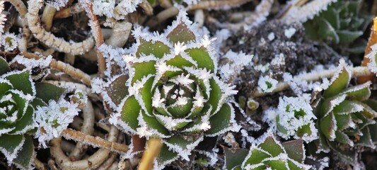 Sukkulente mit Raureif