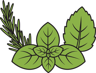 Stylized green rosemary sprigs and basil leaves with black outlines on white background herbs