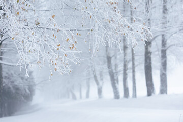 Misty Winter Path Through a Frosted Forest in Poland, natural background or wallpaper for nature motif