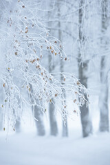 Misty Winter Path Through a Frosted Forest in Poland, natural background or wallpaper for nature motif