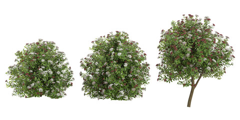 Collection of Viburnum plants on transparent background