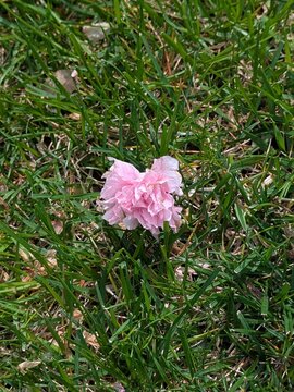 pink flower in grass