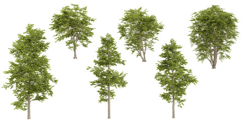 Collection of Alnus plants on transparent background