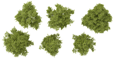 Collection of Alnus plants on transparent background from the top view