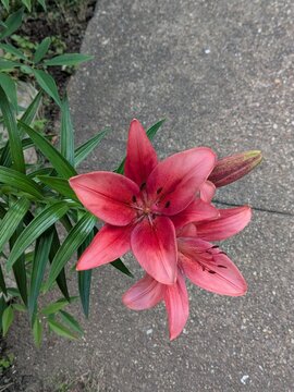 red and white lily